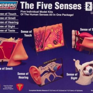 Lindberg Model Plastikowy 5 Zmysłów Dotyk Węch Słuch Wzrok Smak