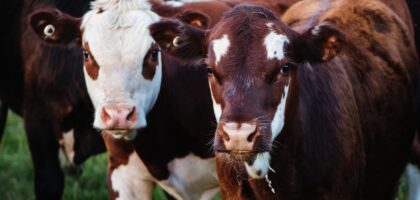 Cena wołowiny w skupie — Od czego zależy cena skupu wołowiny