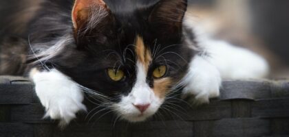 PreVital i zdrowa sierść kota – tajemnice skutecznego żywienia