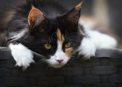 PreVital i zdrowa sierść kota – tajemnice skutecznego żywienia