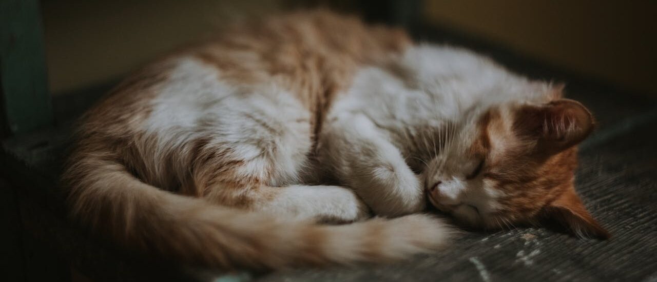 Karma pełnoporcjowa dla kota – Klucz do optymalnego zdrowia