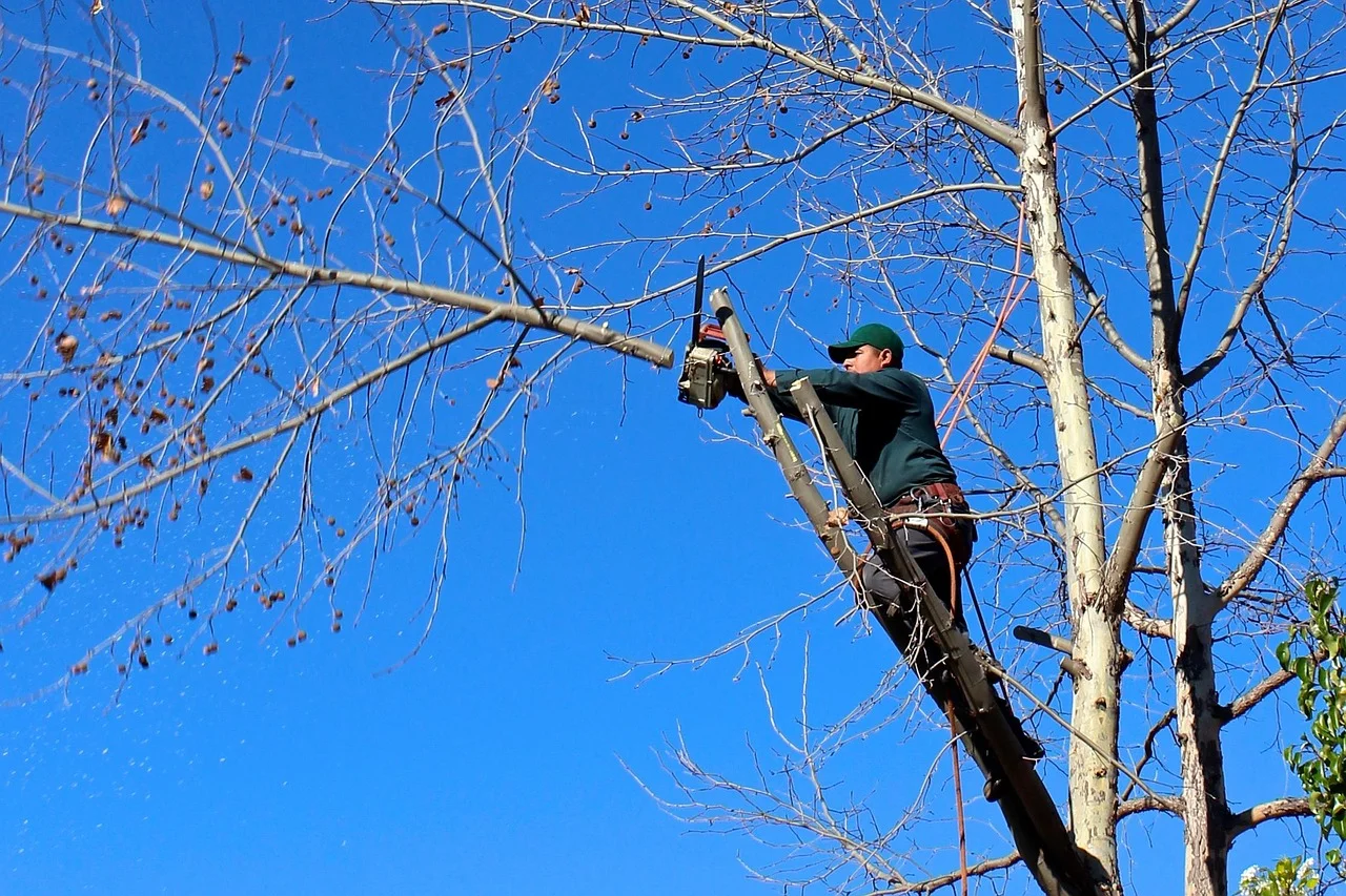 Arborysta: wycinka i badania dendrologiczne przed jesienną wertykulacją